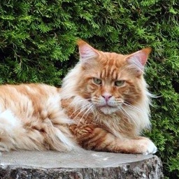 Justcoons Do Remember