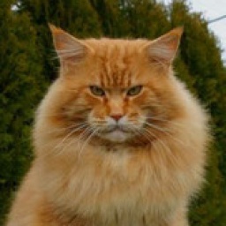 Quiggley of Magic Lake