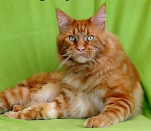Honey Hill Tommy Steine - maine-coon