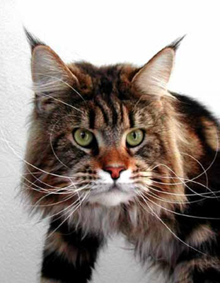 Hillside Showgun - maine-coon