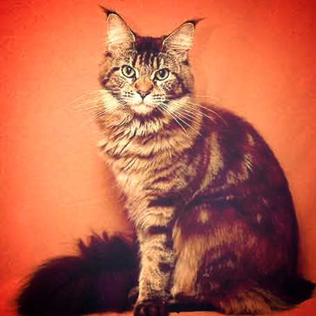 Glowcoon Dark Papoose - maine-coon