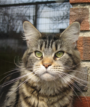 Honey Hill Just gotta have it - Adult maine-coon 2 years 5 months 3.5 weeks