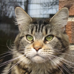 Honey Hill Just gotta have it