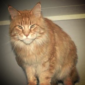 Arctic Coon's Bandidoz - maine-coon