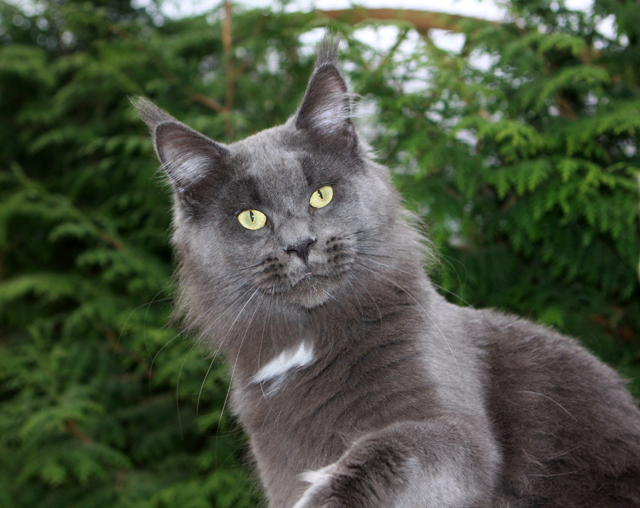 Pillowtalk's Ti Amo - maine-coon