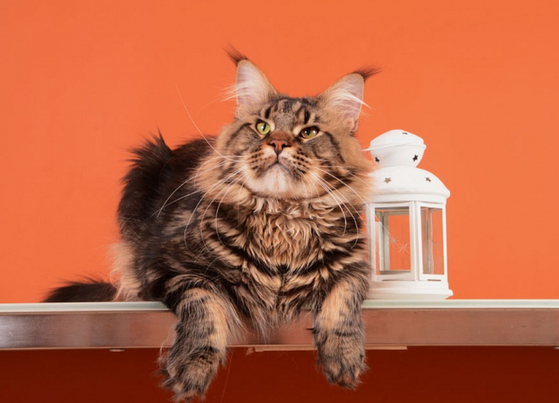 Octavius Rolling Stone - maine-coon