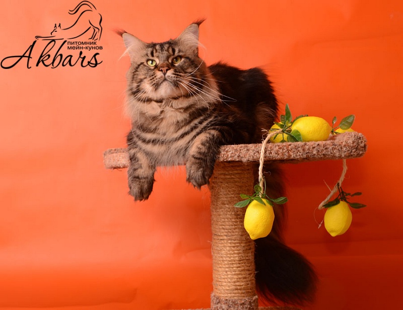 Octavius Rolling Stone - maine-coon 09/08/2015