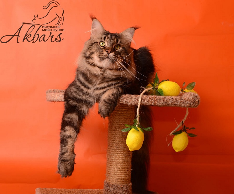 Octavius Rolling Stone - maine-coon 09/08/2015