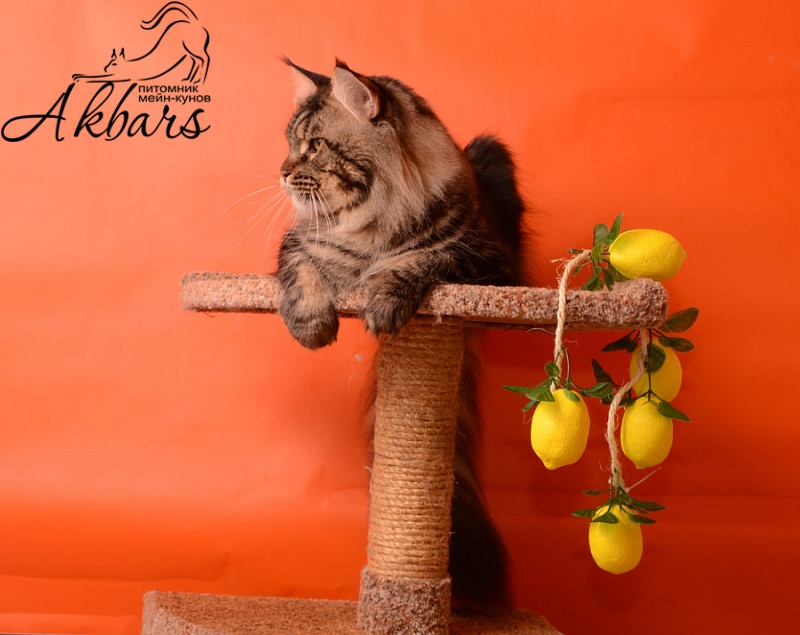 Octavius Rolling Stone - maine-coon 09/08/2015