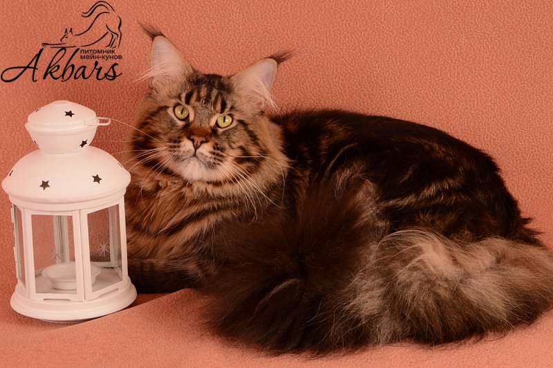 Octavius Rolling Stone - maine-coon 01/02/2015