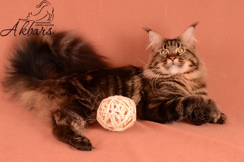 Octavius Rolling Stone - maine-coon 01/02/2015
