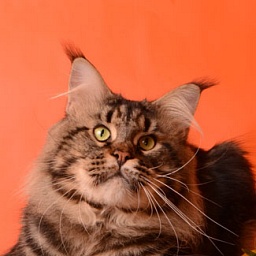 Octavius Rolling Stone