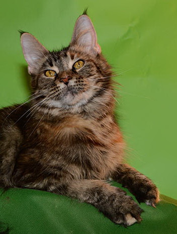 Hilton Gracia - мейн-кун 28.08.2013