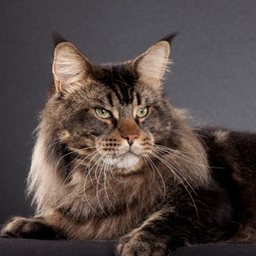 Candycoon's Big Lebowski