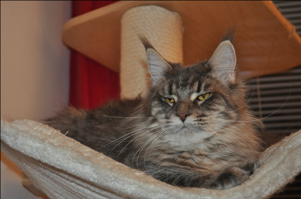 Spellbound's Curly Sue - maine-coon