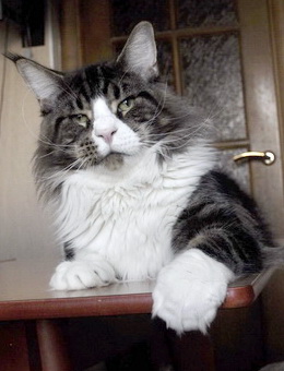 Goldjasmine N'Bandito - maine-coon