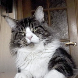 Goldjasmine N'Bandito